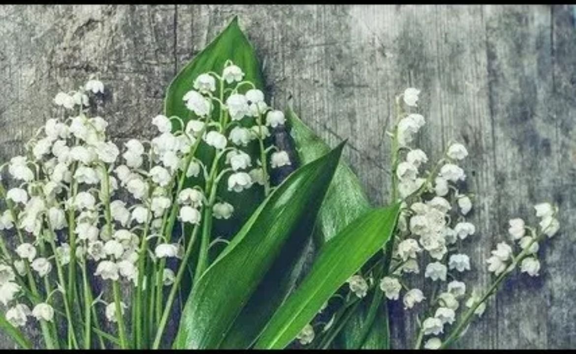 Lily of the Valley Meaning in Love, Life, and Faith